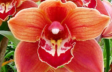 fiery-queen-burnt-orange